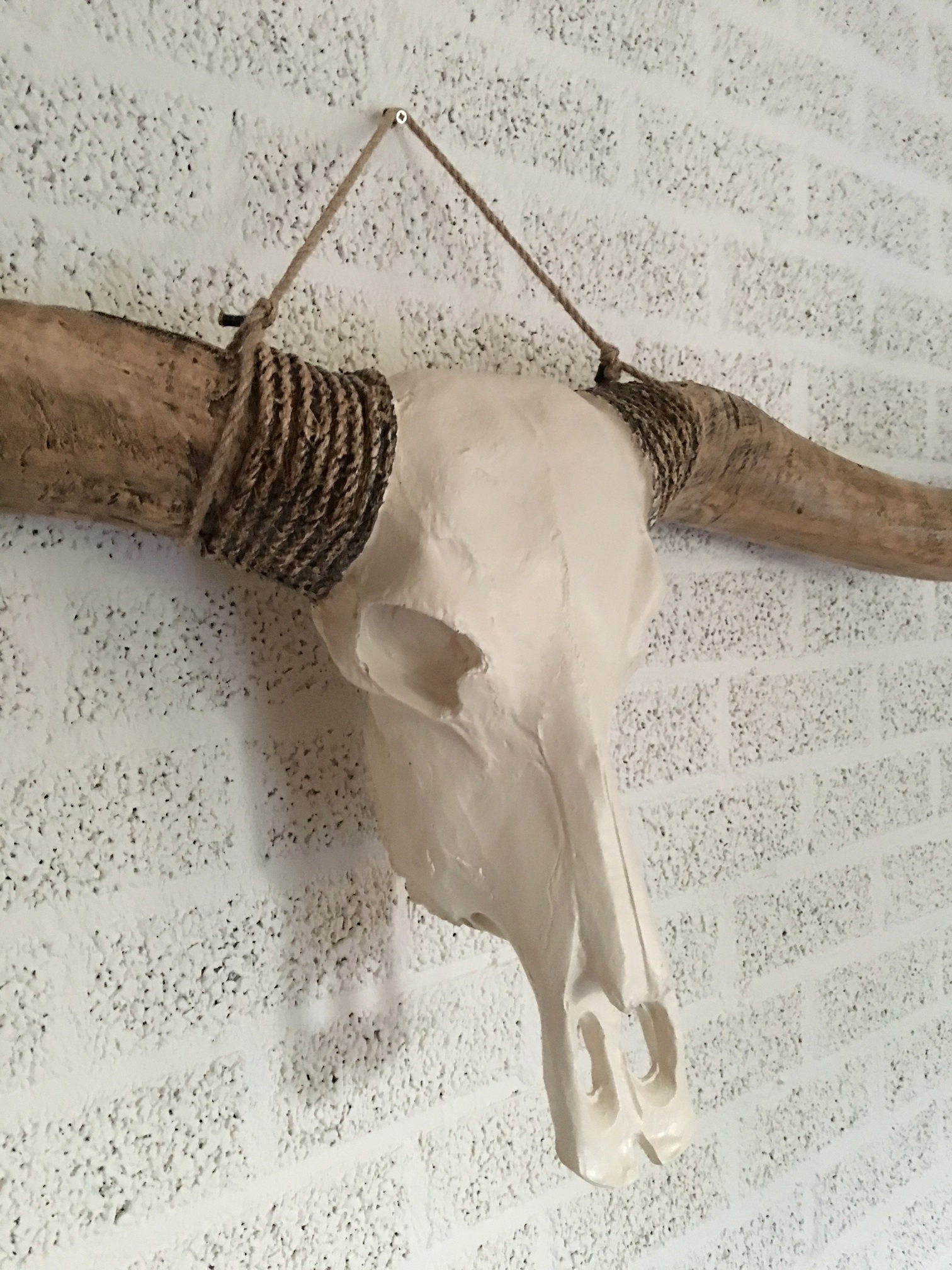 Super grote longhorn stierenschedel, ivoor met horens witte punt